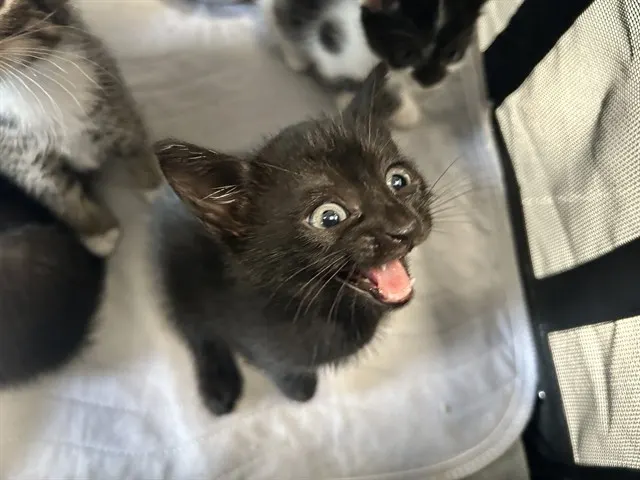 Moxie