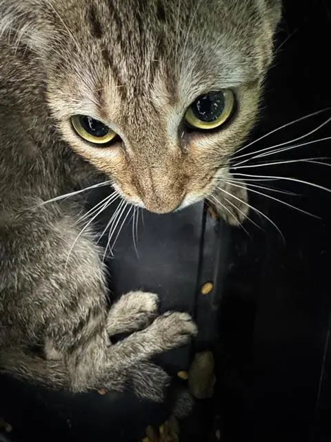 Adoptable Cat