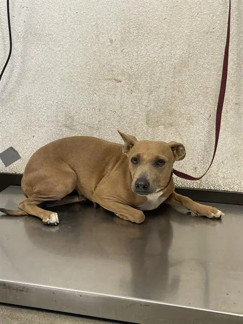 Adoptable Dog