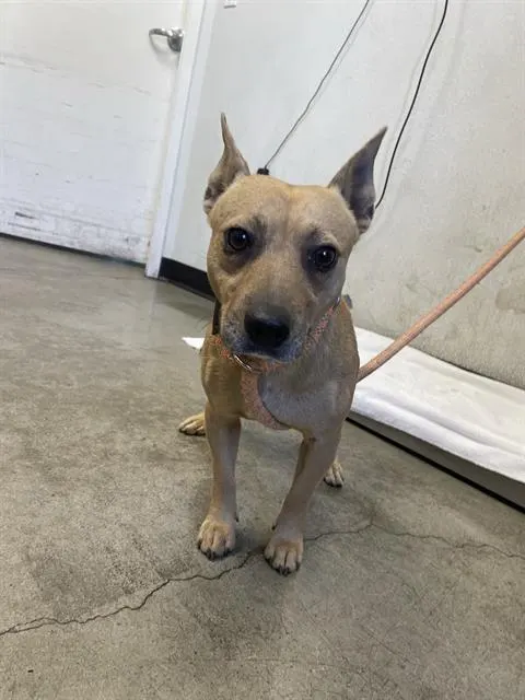 Adoptable Dog