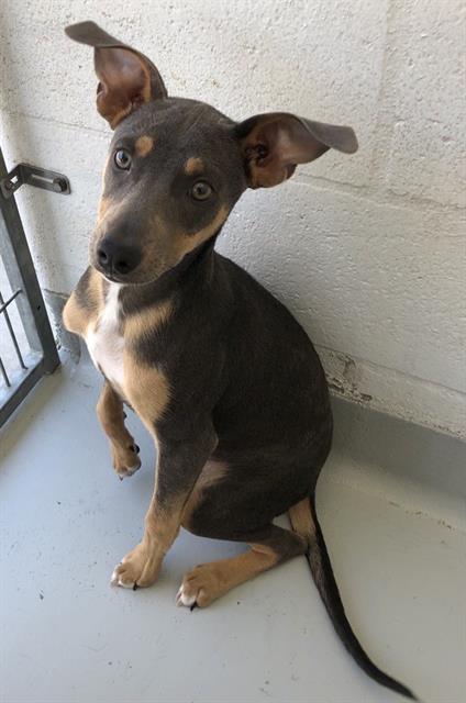 Adoptable Dog