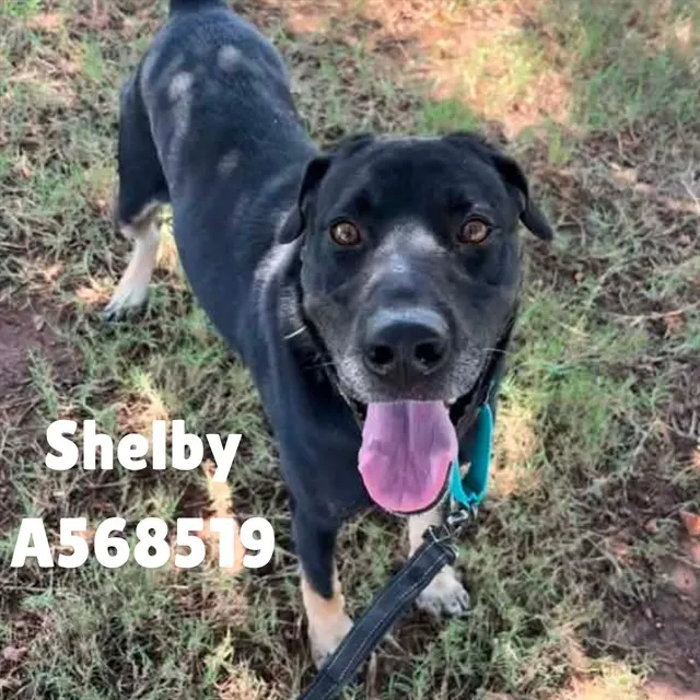 Shelby
