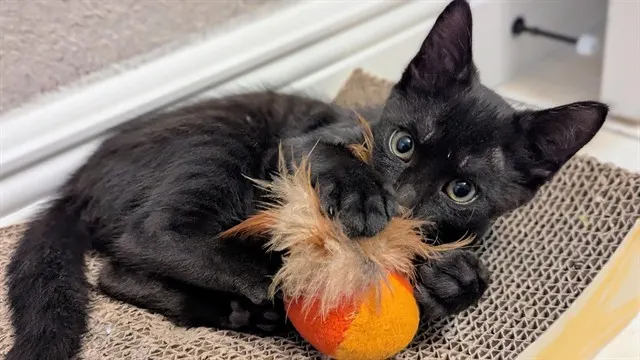 Nyx