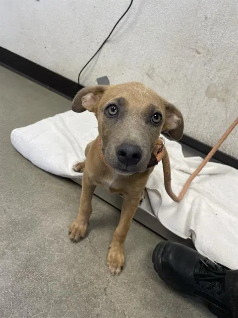Adoptable Dog