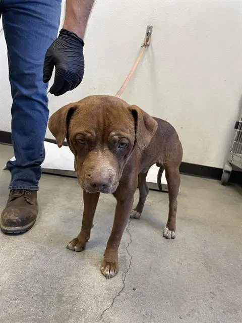 Adoptable Dog