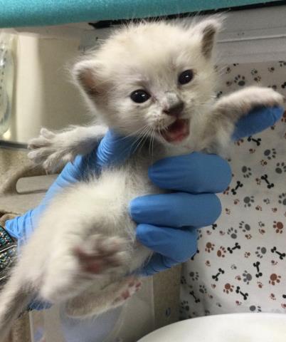 Adoptable Cat