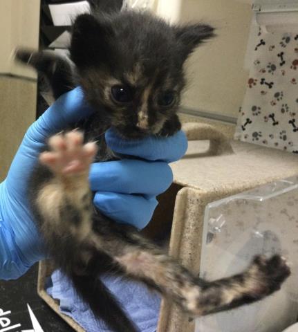 Adoptable Cat