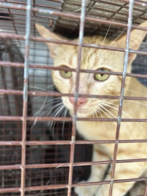 Adoptable Cat