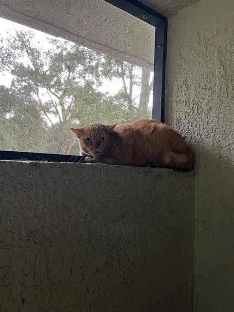 Cooper