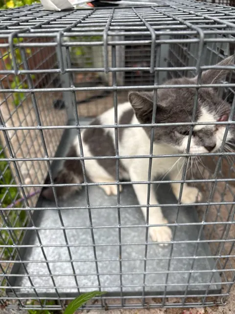 Adoptable Cat