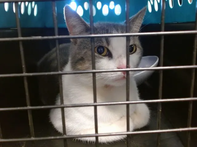 Adoptable Cat