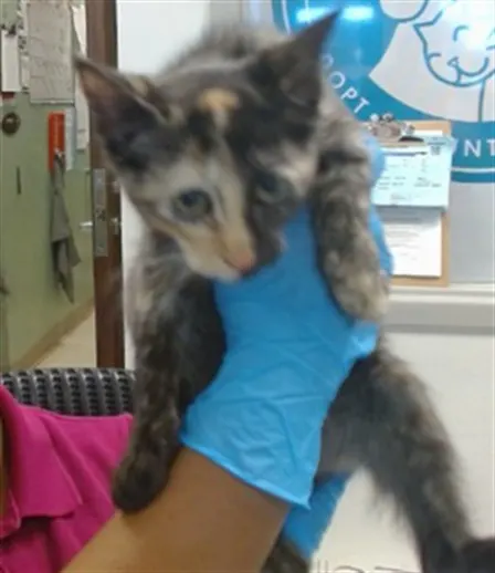 Adoptable Cat