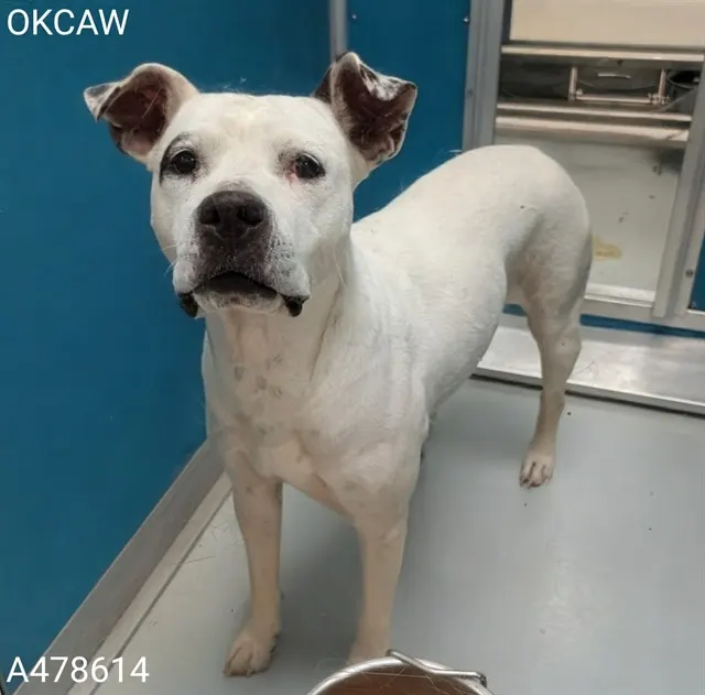 Adoptable Dog