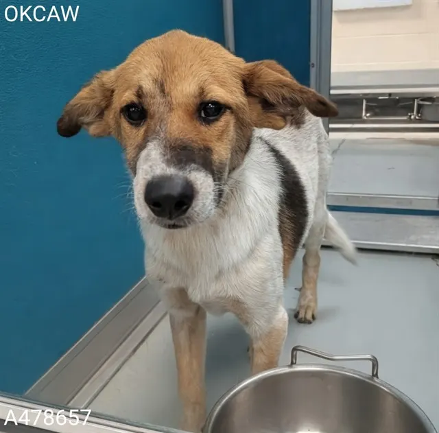 Adoptable Dog
