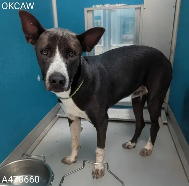 Adoptable Dog
