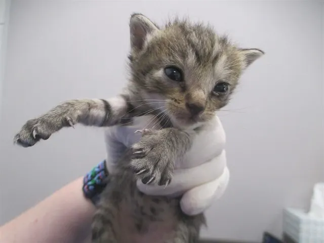 Adoptable Cat