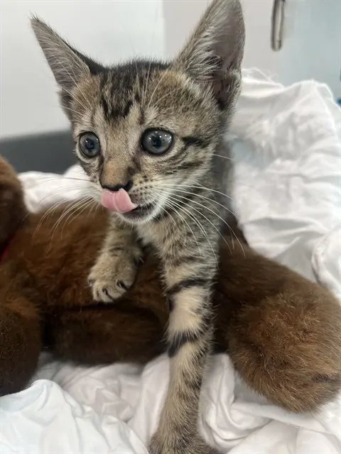 Adoptable Cat
