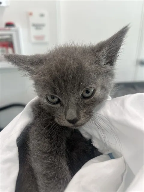 Adoptable Cat