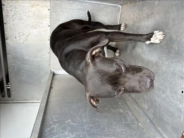Adoptable Dog