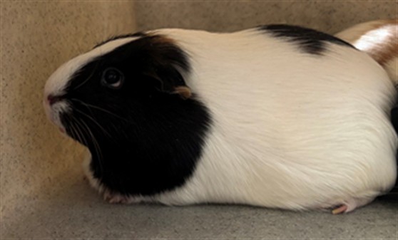 Oreo