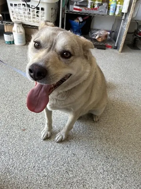 Buddy