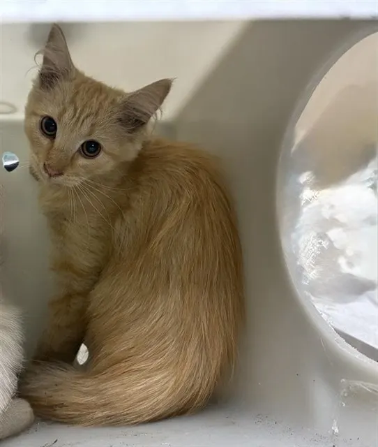 Adoptable Cat