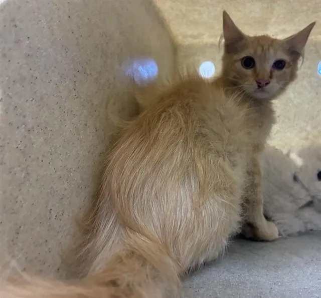 Adoptable Cat