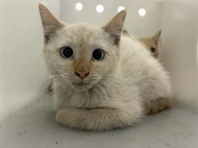 Adoptable Cat