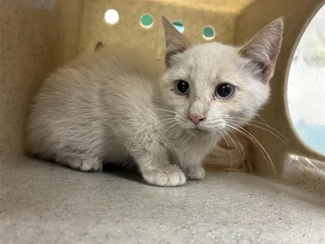 Adoptable Cat