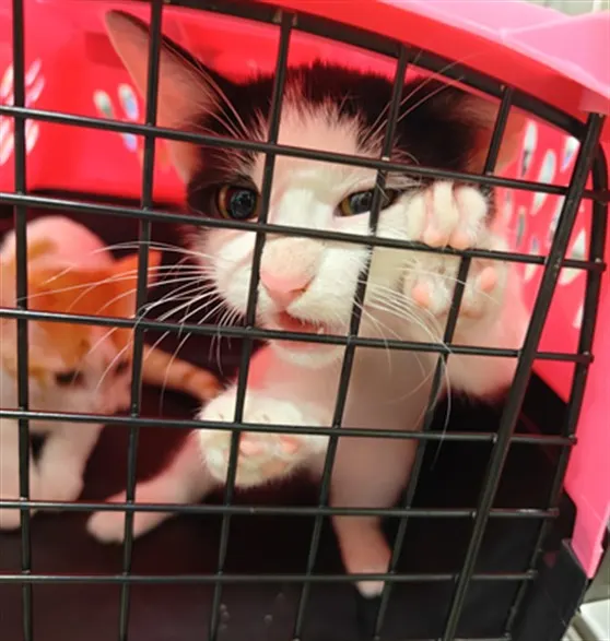 Adoptable Cat