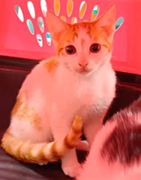 Adoptable Cat
