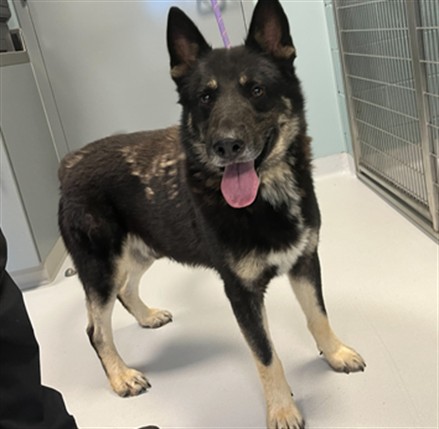 Adoptable Dog