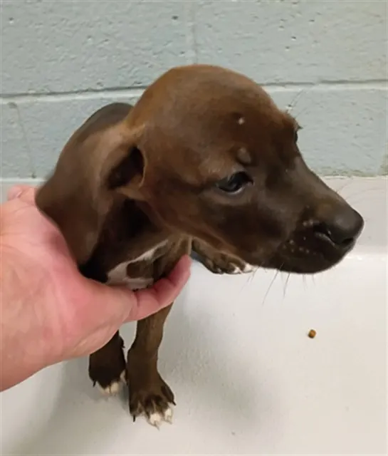 Adoptable Dog
