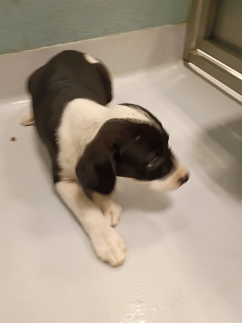Adoptable Dog