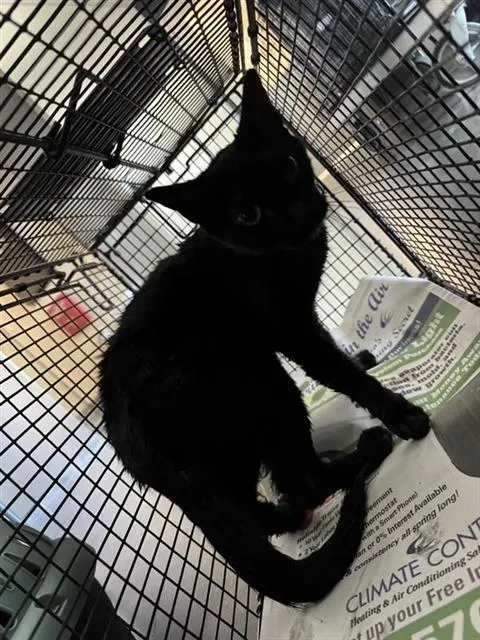 Adoptable Cat