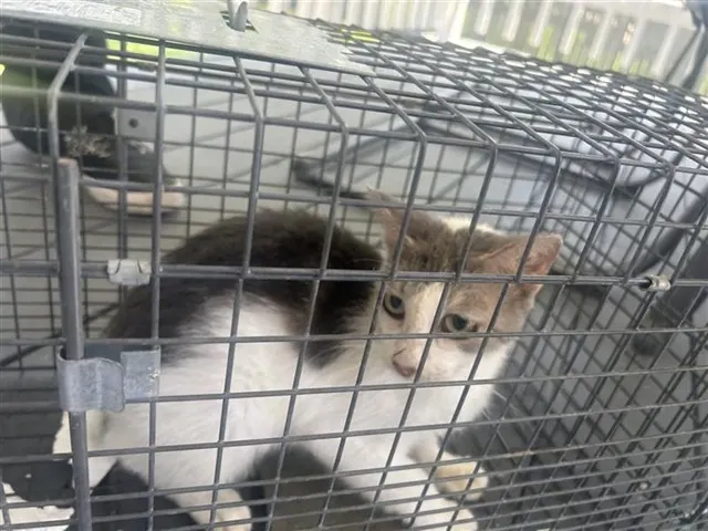 Adoptable Cat