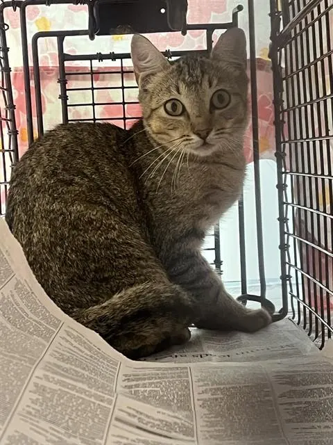Adoptable Cat