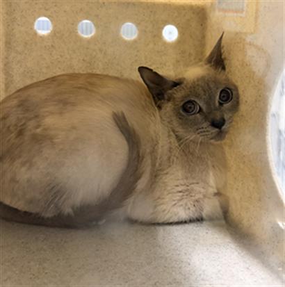 Adoptable Cat