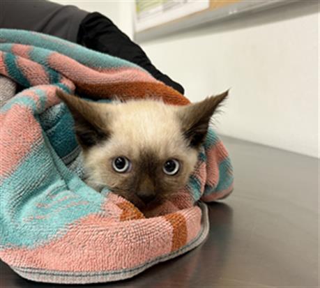 Adoptable Cat