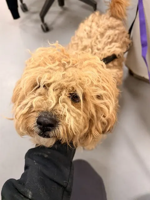 Prince