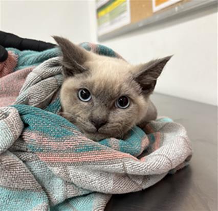 Adoptable Cat