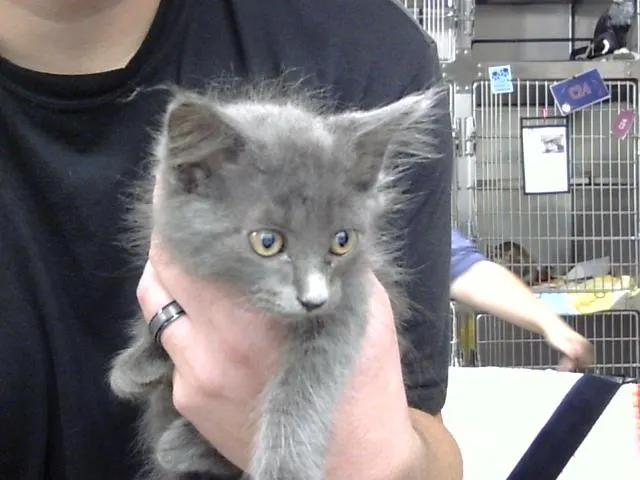 Adoptable Cat