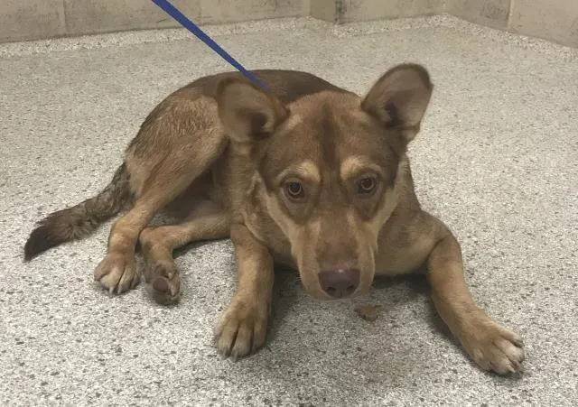 Adoptable Dog