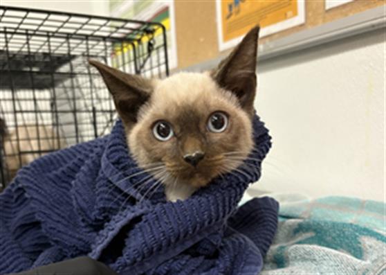 Adoptable Cat