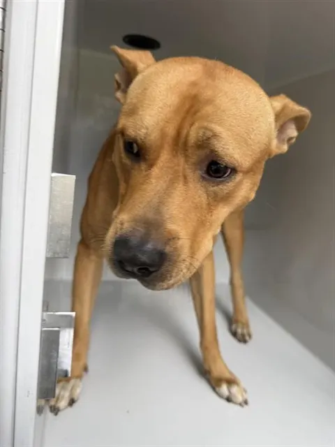 Adoptable Dog