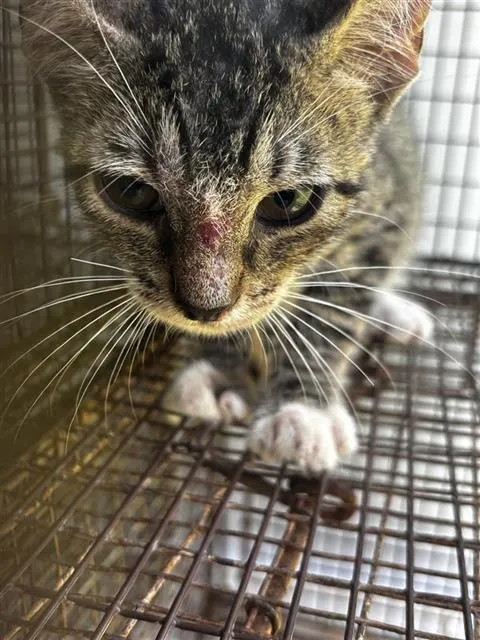 Adoptable Cat