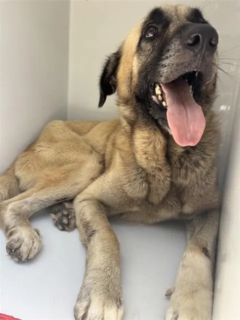 Adoptable Dog