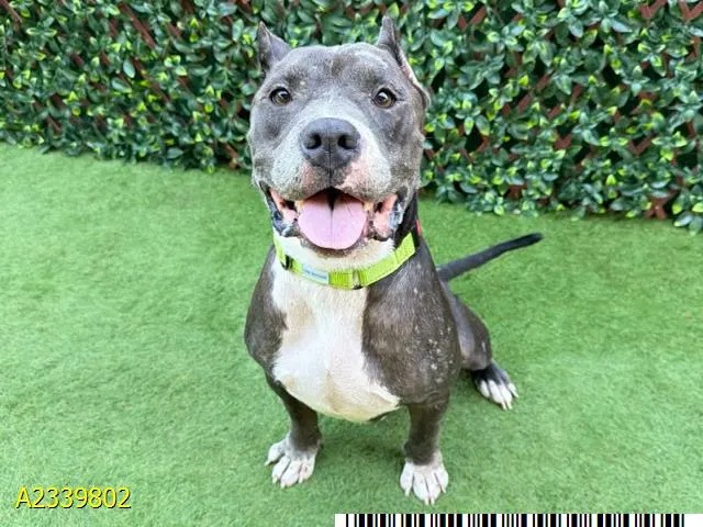Roscoe