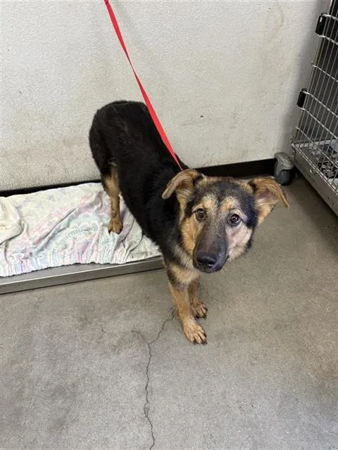 Adoptable Dog