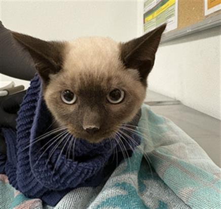 Adoptable Cat